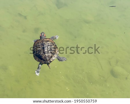 Terrapin a freshwater turtle swimming in the water Royalty-Free Stock Photo #1950550759
