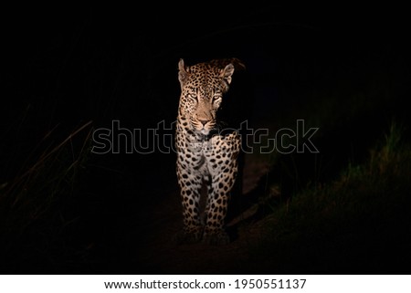 Safari Djuma Private Game Reserve South Africa Royalty-Free Stock Photo #1950551137