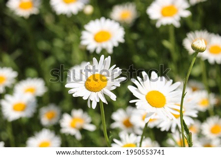 Summer background - meadow with camomiles. Many white flowers. Selective focus.
