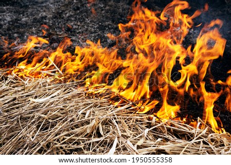 A crime against ecological balance is setting fire to grass in spring. Poisonous dangerous smoke, death of animals, plants, birds and insects - this is a low level of culture and consciousness