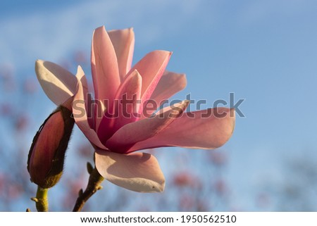 Close-up of a pink Magnolia Grandiflora, umbrella tree flower, against a pastel blue sky with selective focus. Spring branch.