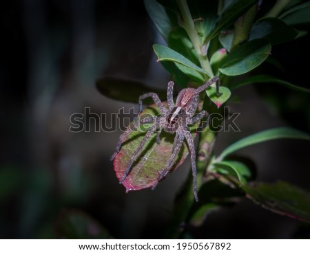 A macro portrait of a hentz wolf spider (rabidosa hentzi) sitting on a leaf of a high bush blueberry leaf, waiting in ambush.  The spiders is from the lycosidae family. 