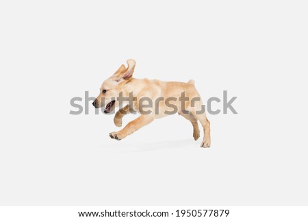 Pretty. Little Labrador Retriever playing isolated on white studio background. Young doggy, pet looks playful, cheerful, sincere kindly. Concept of motion, action, pet's love, dynamic. Copyspace.