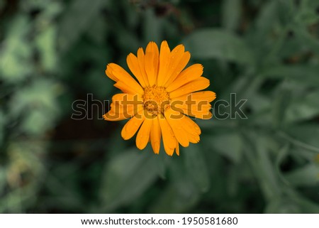 one yellow calendula flower in the garden