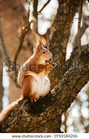 Sciurus. Rodent. A squirrel sits on a tree and eats a nut. Beautiful squirrel in the park.