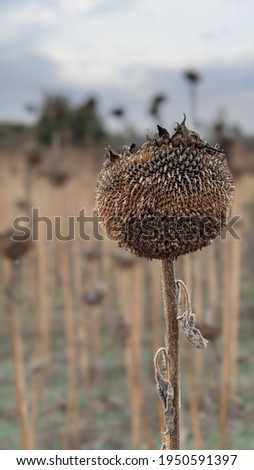 a dried sunflower stands alone in a field
