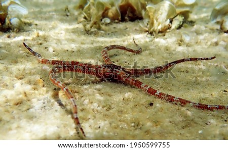 SMOOTH BRITTLE STAR - (Ophioderma longicauda) Royalty-Free Stock Photo #1950599755