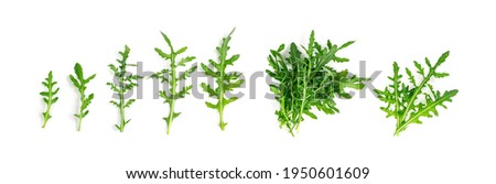 Arugula isolated. Fresh arugula set, ruccola leaves collection, rucola, eruca or garden roquette Royalty-Free Stock Photo #1950601609