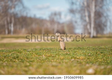 European ground squirrel in wild nature