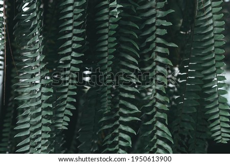 Ferns in the forest. Close up of green ferns. Beautiful Close up view of ferns.