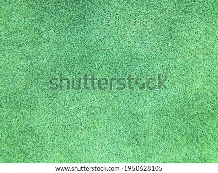 Golf Course green grass textured background close up