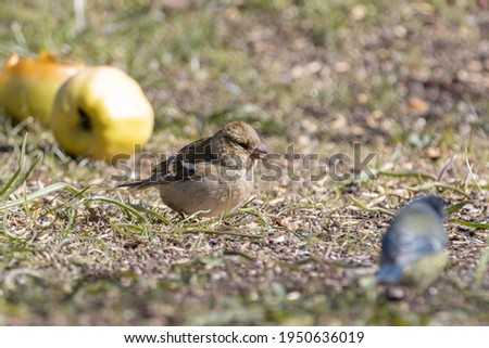 An Eurasian tree sparrow baby looing for food on the ground