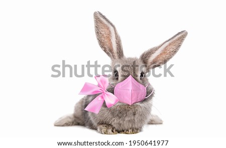 Cute baby bunny with beautiful eyelashes and pink bow around neck and pink colored respirator mask, corona mask photographed in studio against white isolated background. Beautiful funny postcard.