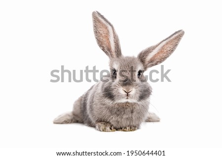 Sweet cute baby bunny with beautiful eyelashes and gray, white f Royalty-Free Stock Photo #1950644401