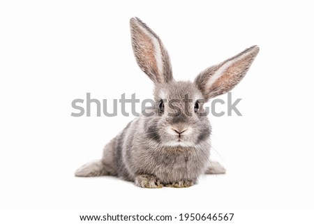 Sweet cute baby bunny with beautiful eyelashes and gray, white fur and beautiful face for background motif or postcard. Calendar. 