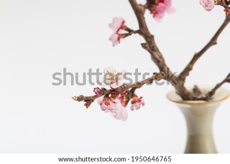Colorful vase and flower arrangement apricot flowers on white background