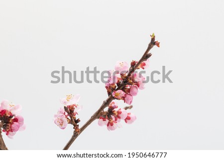 Colorful vase and flower arrangement apricot flowers on white background