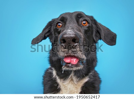cute border collie labrador mix isolated on a blue background studio shot