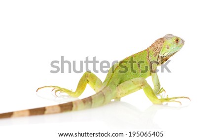 green iguana rear view. isolated on white background