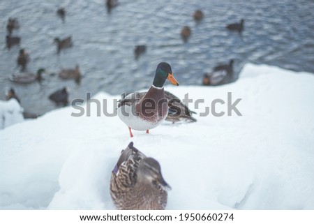 Mallard Duck standing on snow with some ducks behind it