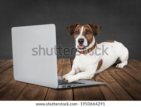 Cute smart dog is using a computer