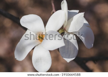Closeup of blooming white magnolia flowers on green background on sunny spring day