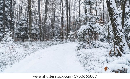 
Winter forest on a cloudy day