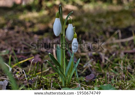 Close-up of a snowdrop with large tender white buds on the lawn on a sunny spring day, but in the shade of a tree.