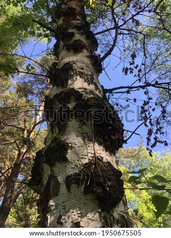 trunk of an old birch tree with black growths, similar to chaga mushroom against the sky in the forest