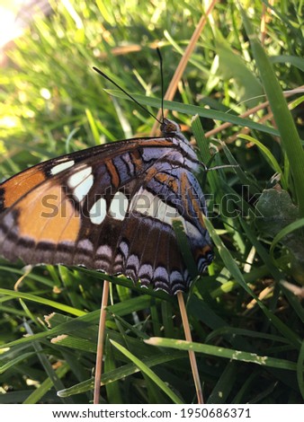 Closeup of beautiful butterfly in grass