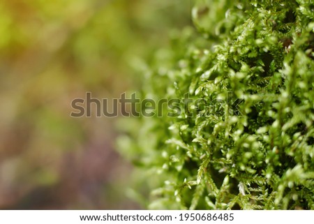 Green moss. Macro photography of moss. Green summer background. Summer photography with sun rays