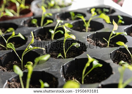 Plants in flowerpots for planting close-up. Green plants in bright sunlight. Cultivation of plant species. Agriculture close-up. Seedlings for the new planting season