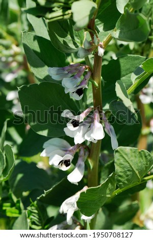 field of faba beans in flowering stage
