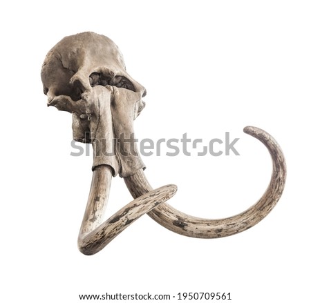 Ancient skull of mammoth head with whole tusks, on a white background. Isolated object Royalty-Free Stock Photo #1950709561
