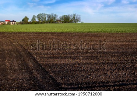 plowed field with tracks, tractor, buckwheat sprouts and green field of fava beans Royalty-Free Stock Photo #1950712000