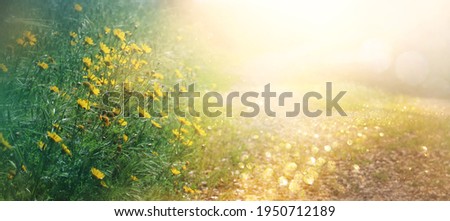 abstract dreamy photo of spring meadow with wildflowers