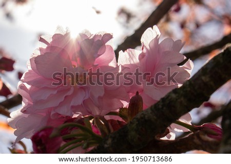 A pink cherry blossom on a sunny day
