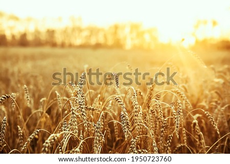 background of ripening ears of yellow wheat field on the sunset cloudy orange sky backdrop.Copy space of the setting sun rays on horizon in rural meadow. Close up nature photo. Idea of a rich harvest