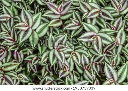 Striped foliage of inch plant (binomial name: Tradescantia zebrina), a creeping spiderwort often used as groundcover and a houseplant, sometimes considered a weed, in an ornamental garden in Florida