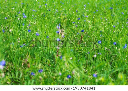 Lathyrus field farming agriculture, Green Lathyrus plants, Pink and Blue Lathyrus flower