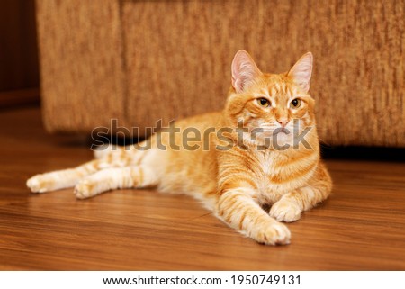 Red cat lies on the wooden floor. Angle view. Shallow focus.