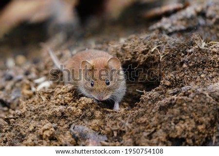 bank vole sitting by your burrow. Myodes glareolus. Royalty-Free Stock Photo #1950754108