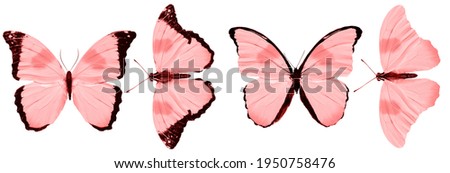 Red butterflies isolated on white background. tropical moths. insects for design.