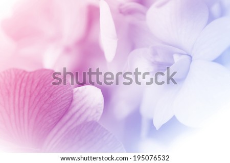 sweet color orchids in soft style for background Royalty-Free Stock Photo #195076532