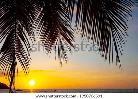 Palms and the sunset sky taken on the Langkawi island, Malaysia