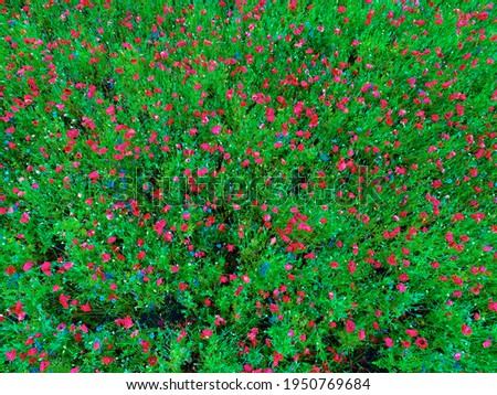 Large field of red poppy flowers in early summer