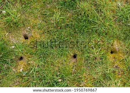 A vole burrow in a meadow Royalty-Free Stock Photo #1950769867