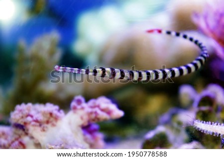 Banded pipefish - Doryrhamphus dactyliophorus Royalty-Free Stock Photo #1950778588