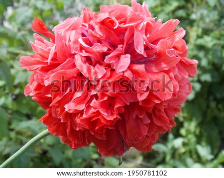 
Red full poppy flower close up