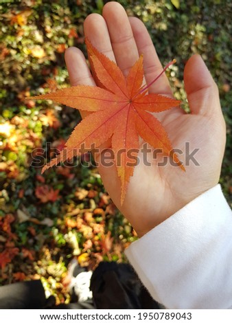 a picture taken with a maple leaf in one's hand